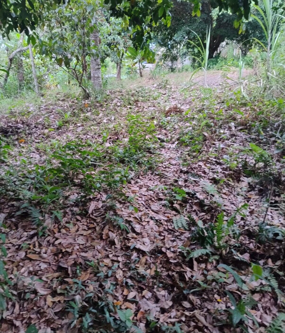 Chácara, 2 quartos, 1500 m² - Foto 20