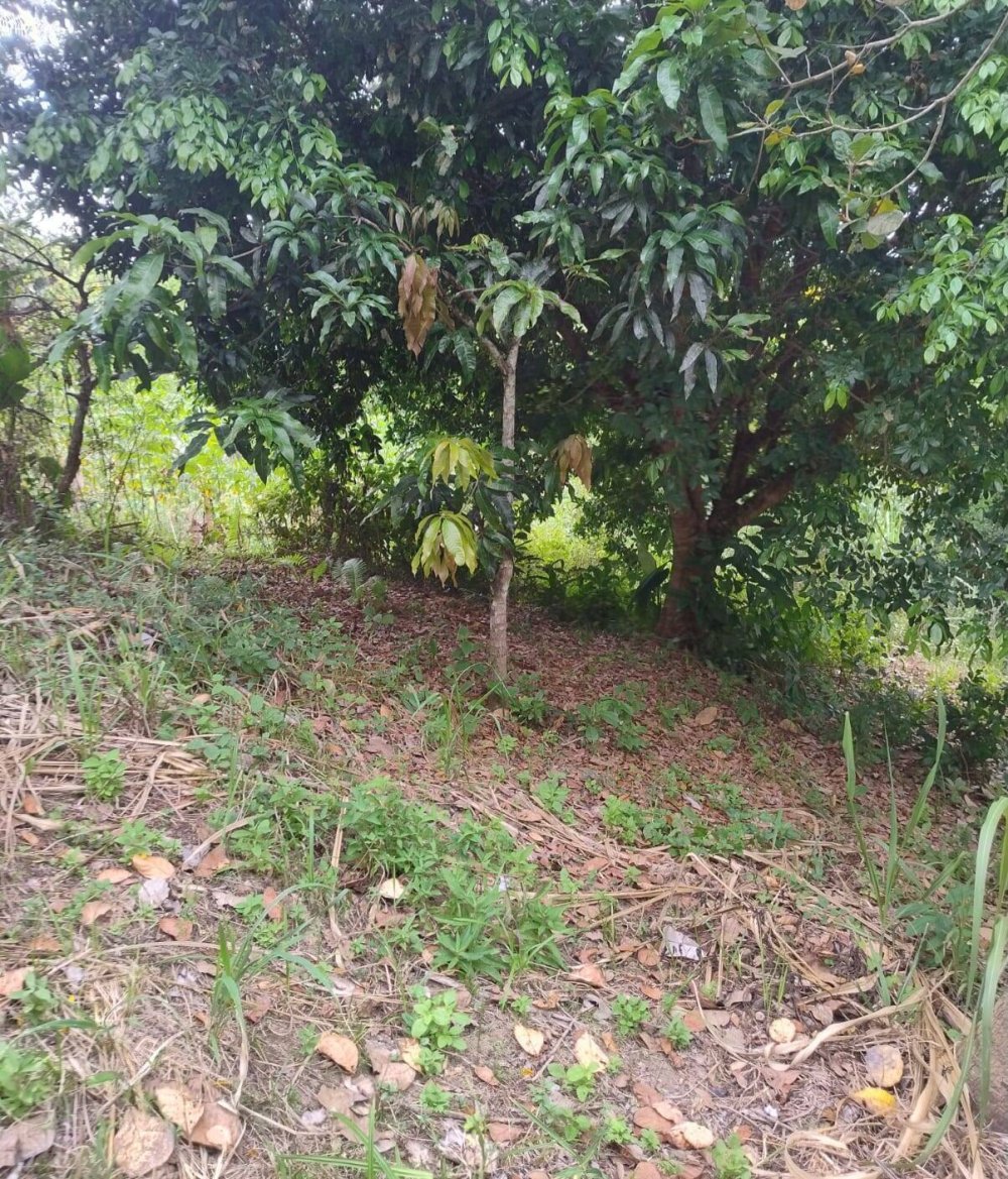 Chácara, 2 quartos, 1500 m² - Foto 21