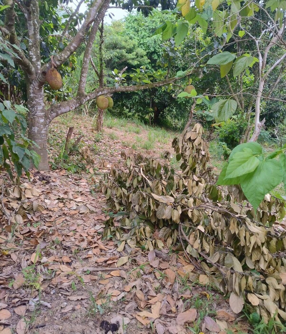 Chácara, 2 quartos, 1500 m² - Foto 27