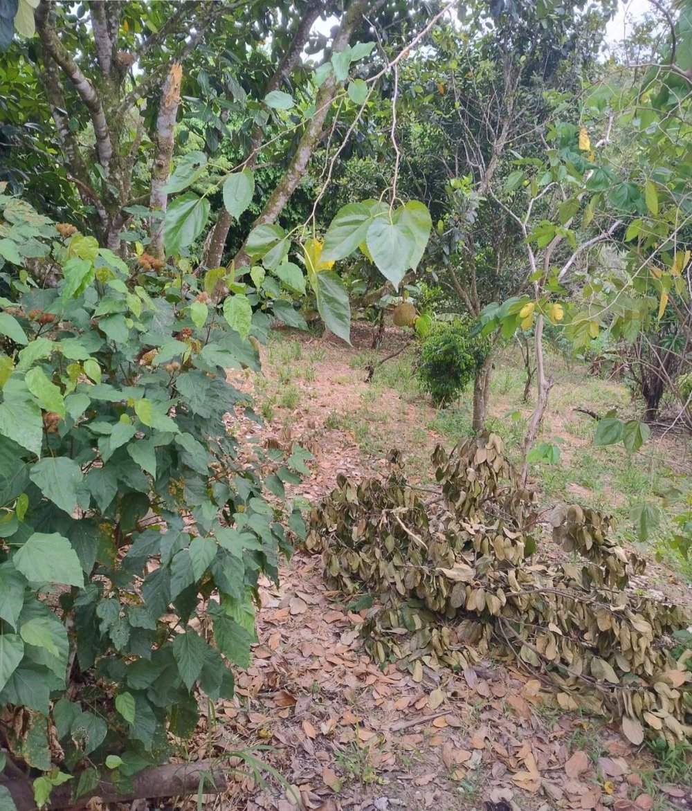 Chácara, 2 quartos, 1500 m² - Foto 24